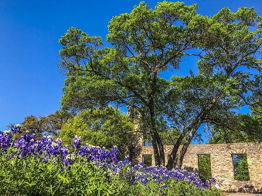 The ruins in Salado, Texas, surrounded by green lush trees.