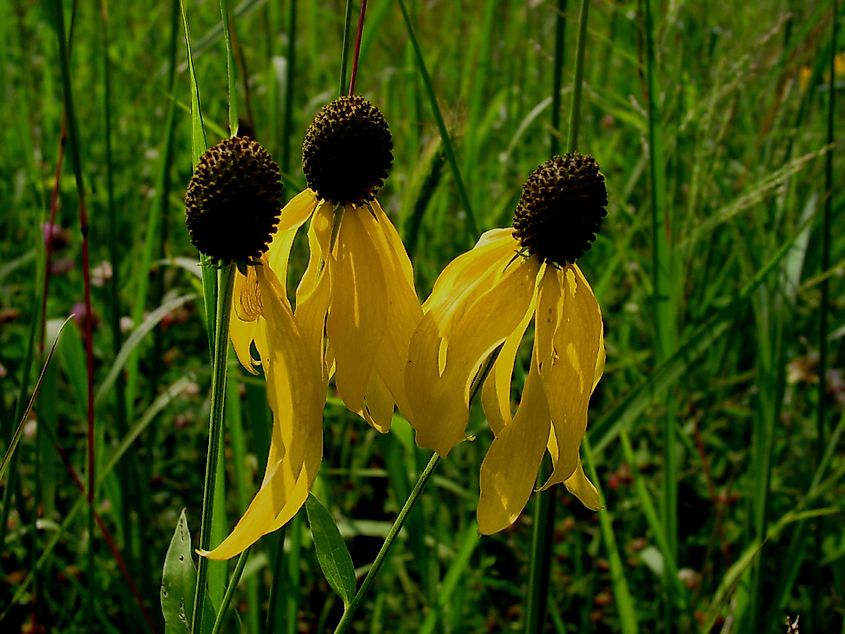 Coneflowers at Hickory Hill Park, Iowa City, Iowa