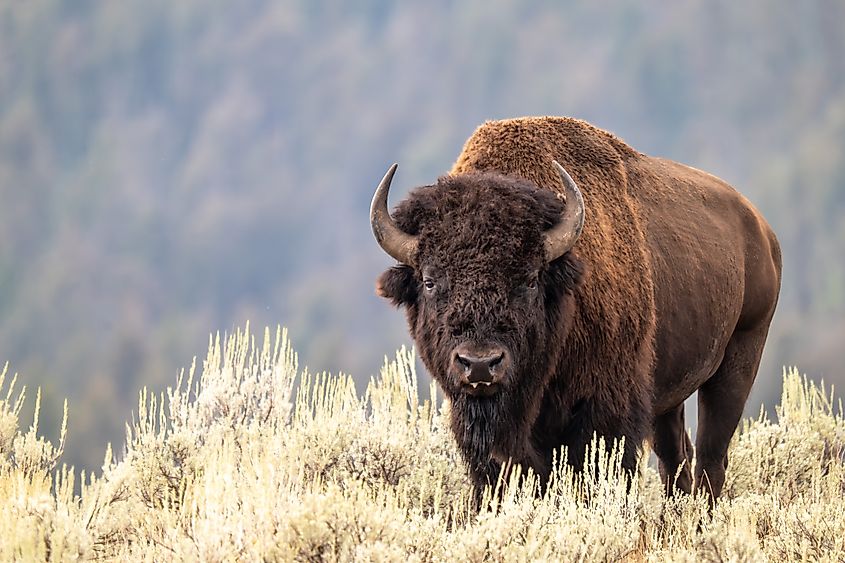 A Portrait of a Male Bison.