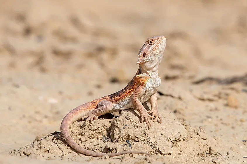 Closeup of a Bearded Dragon