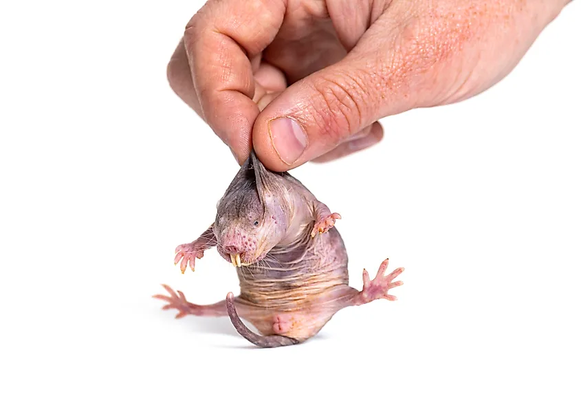 Human hand and naked mole rat