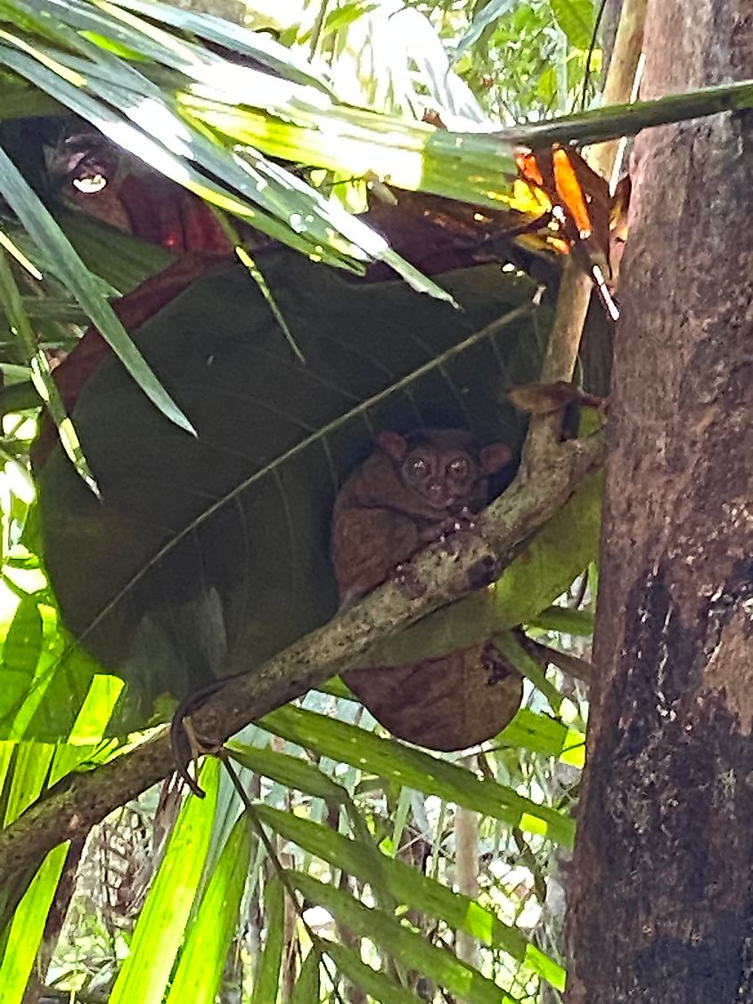 A tiny primate known as a tarsier curls up beneath a large leaf in a Bohol sanctuary.