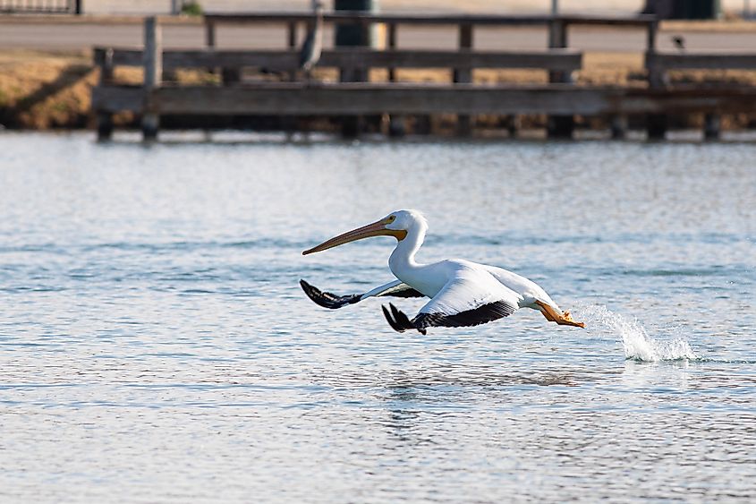 Pecos River pelicans