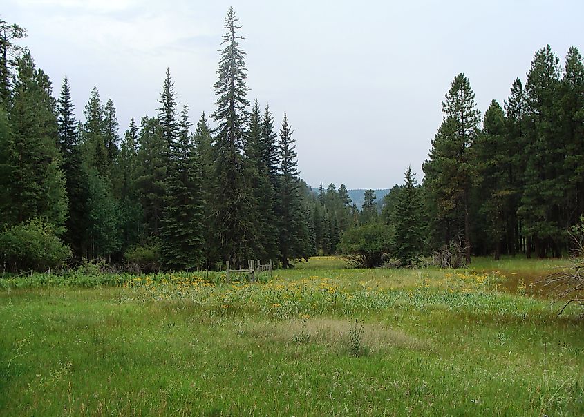 Apache-Sitgreaves National Forest.