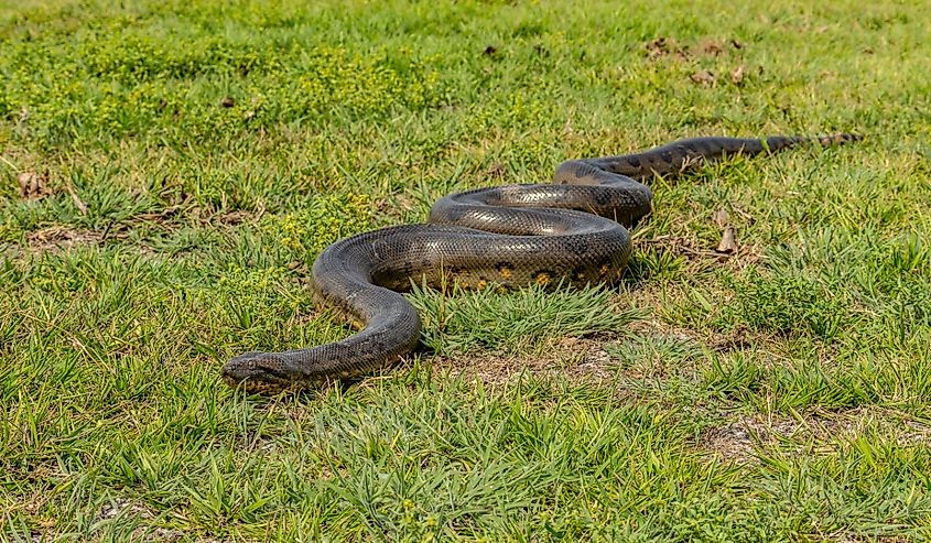 six-meter Anaconda large (Eunectes murinus) South America Venezuela.