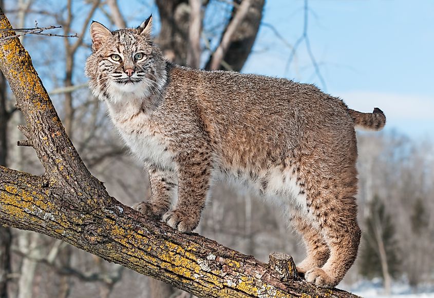 A gorgeous bobcat on a tree branch.