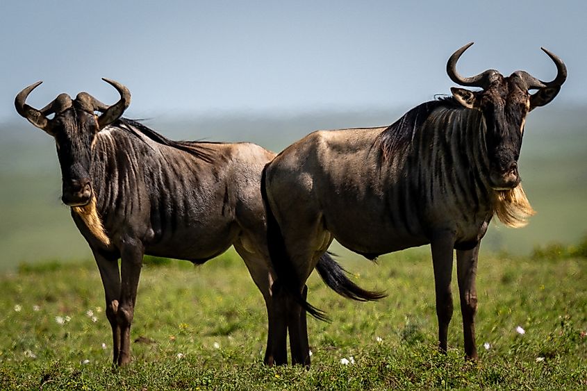Two Wildebeest Standing in the African Grasslands.