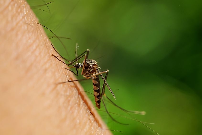The Aedes aegypti mosquito.