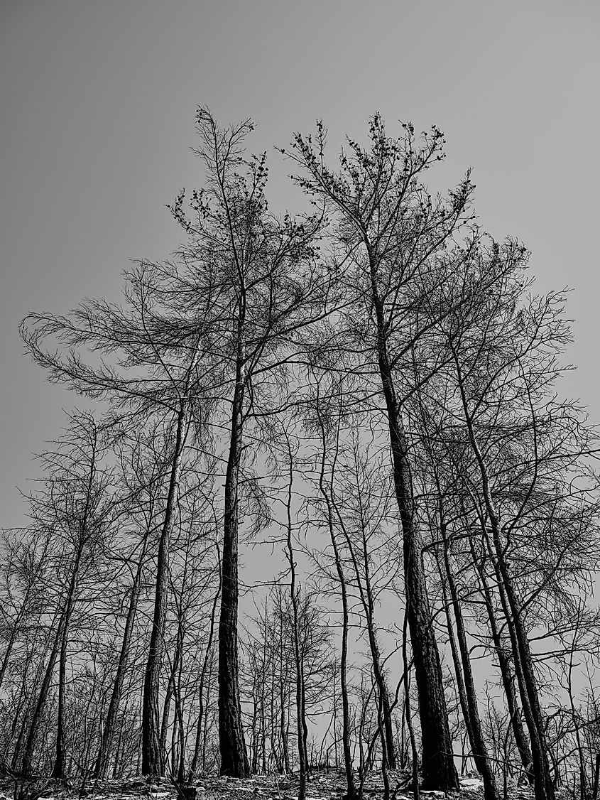 Burnt trees and sky background