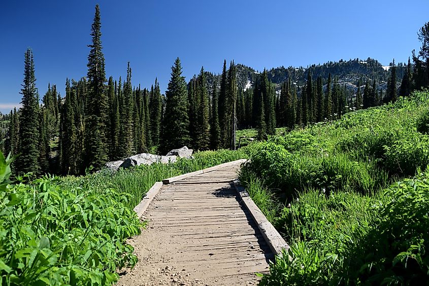 Trail to Blue Lake Cascade Idaho Summer