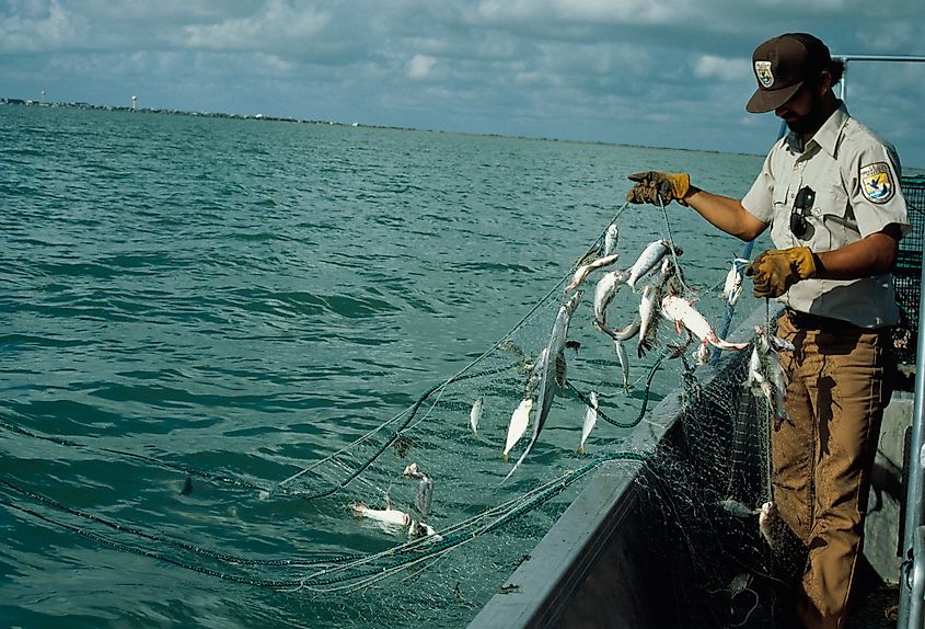 Fish and Wildlife Service worker on boat checking gill net full of fish. Editorial credit: Public Domain, https://commons.wikimedia.org/w/index.php?curid=11517146