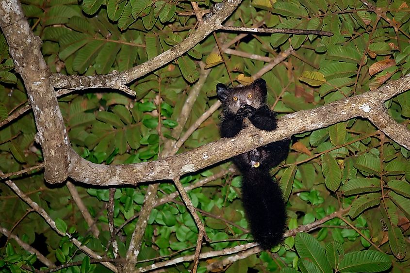 A aye-aye perched on a tree top in the wilderness.