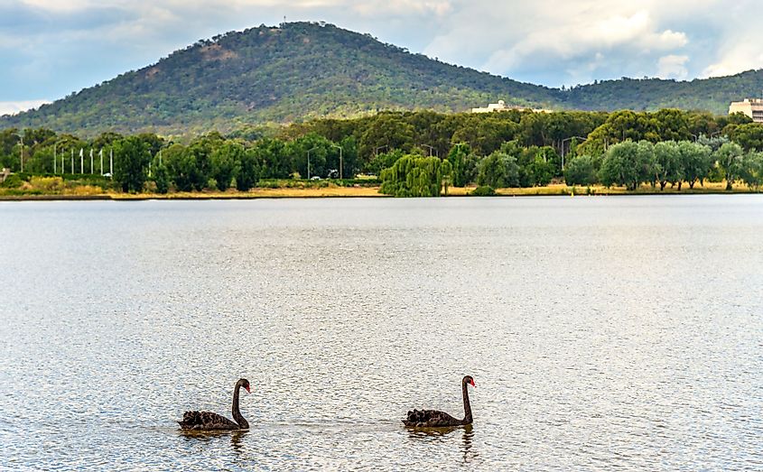 Black swans on Lake Burley Griffin, Australian Capital Territory