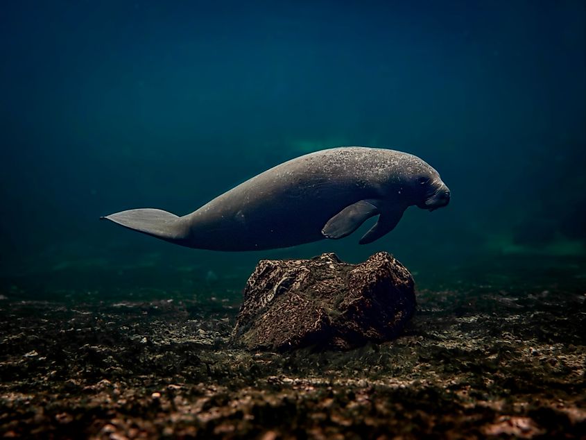 A manatee swims along the spring run at Blue Springs State Park, Volusia County, Florida