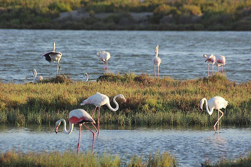 Flock of flamingos on the Ebro River delta.
