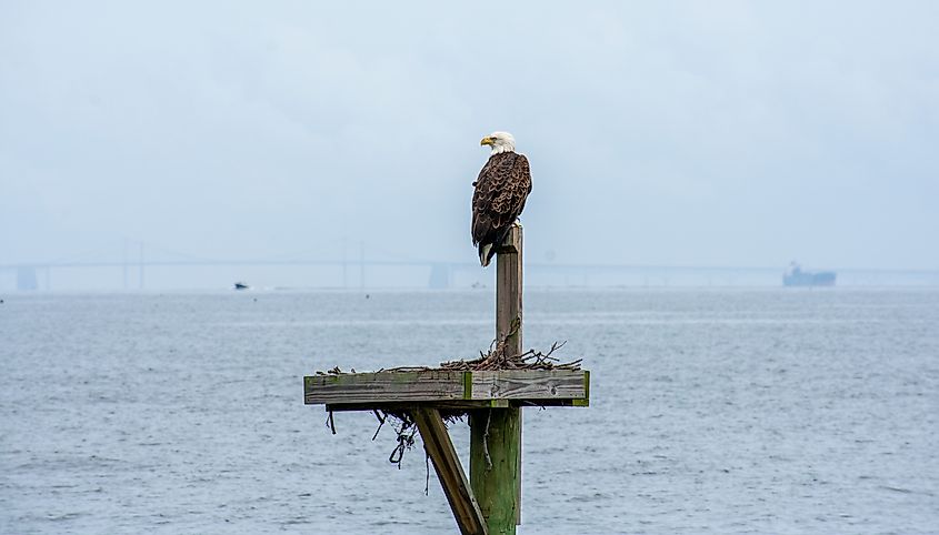 A bald eagle sits on an osprey nest with the Chesapeake Bay Bridge in the background