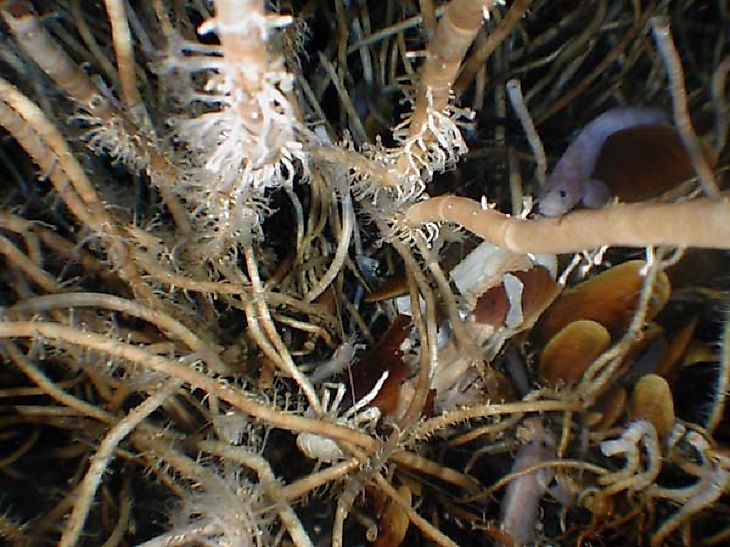 Tubeworms and coral in the abyssal plain below the Atlantic Ocean off Florida