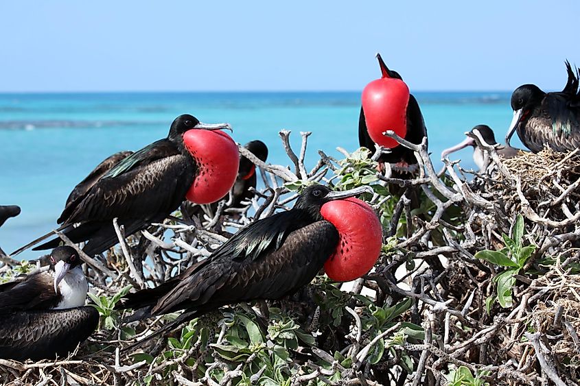 Great Frigate Birds at French Frigate Shoals, Papahanaumokuakea Marine National Monument.