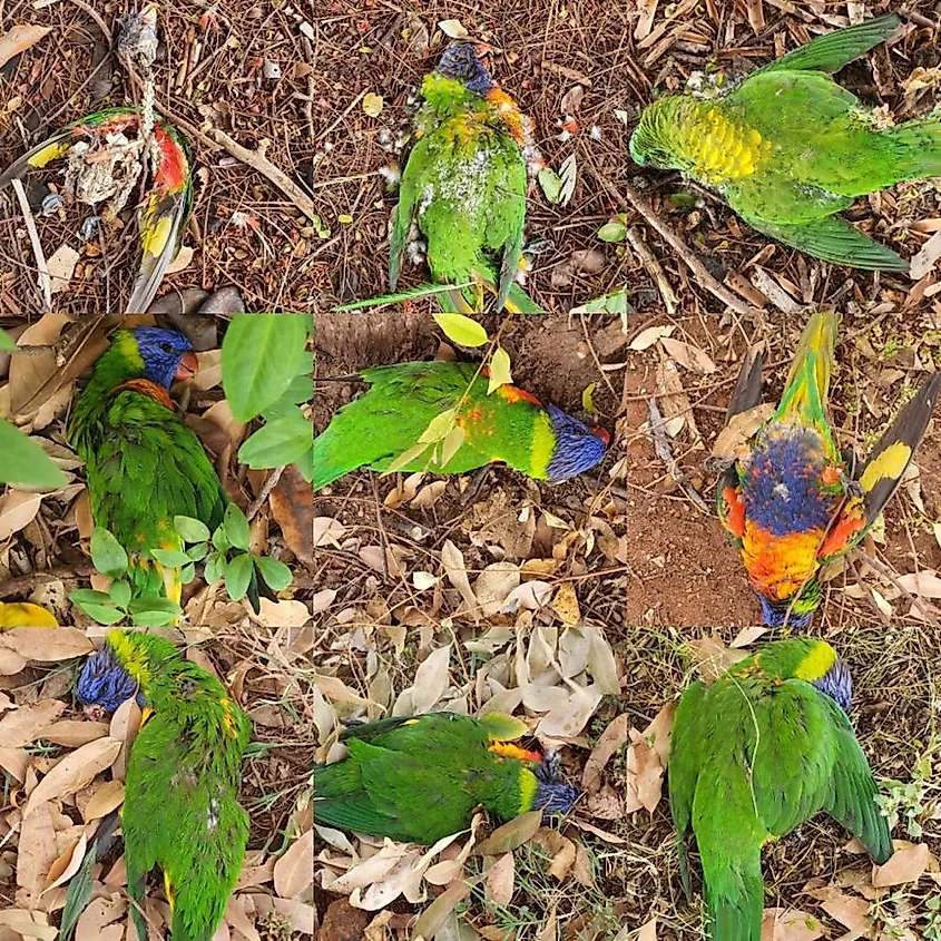 Mysterious Illness Killing Australia's Gorgeous Rainbow WorldAtlas