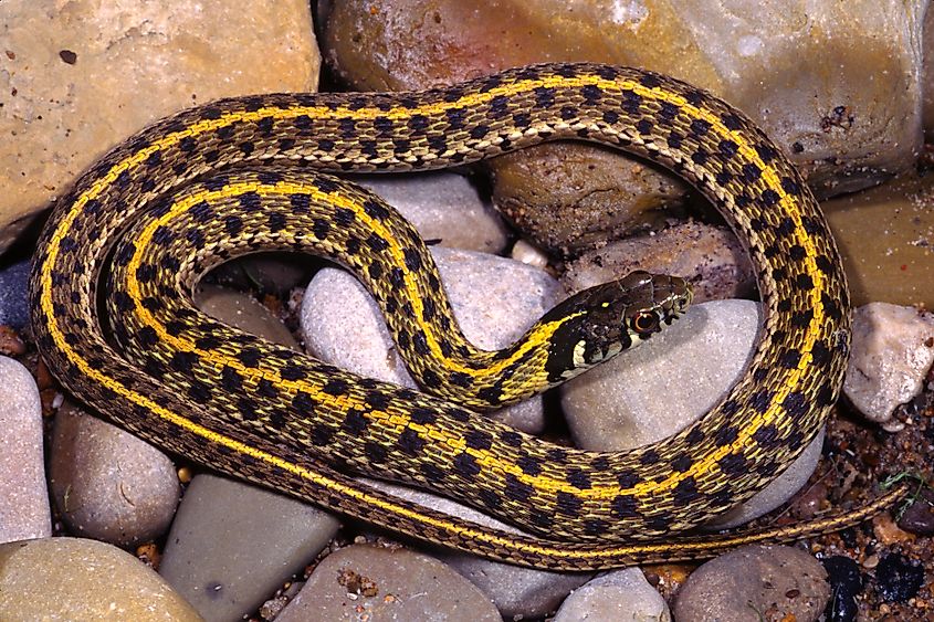 Checkered gartersnake (Thamnophis marcianus) resting on streamside rocks