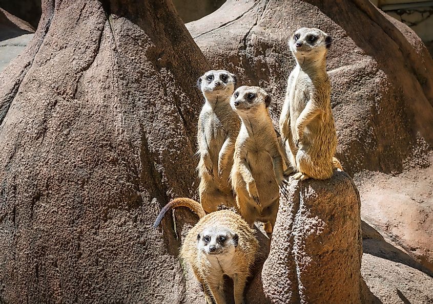 Group of meerkats standing at Cameron Park Zoo in Waco, Texas