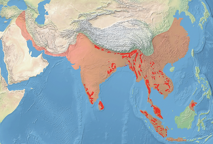 Asian elephant range map