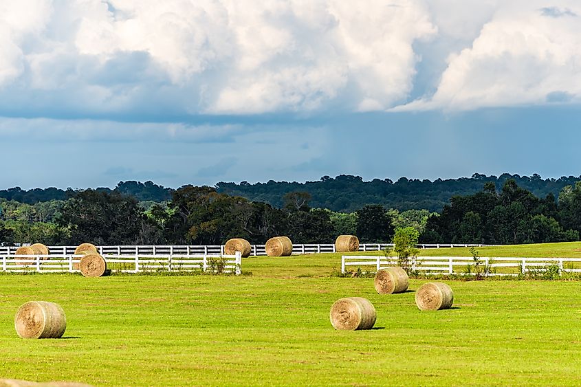 Hay roll bales on a countryside field farm in Alachua in Florida