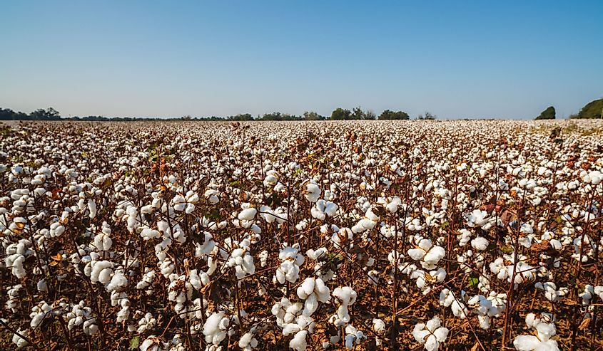 Beautiful cotton field in Alabama.