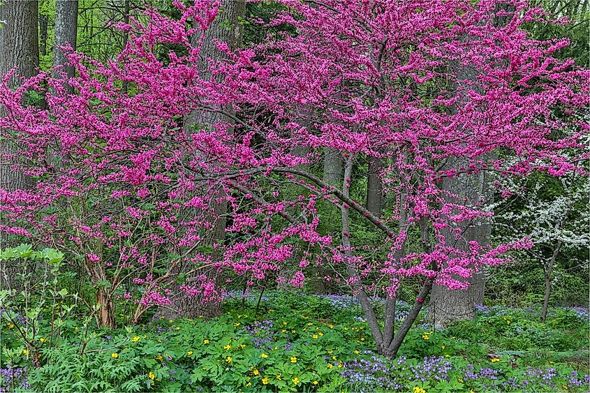 Redbud tree in full bloom at Mt. Cuba Center, Hockessin, Delaware.