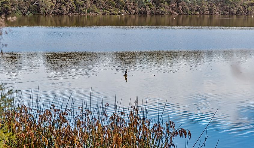 The Alcoa Wellard Wetlands