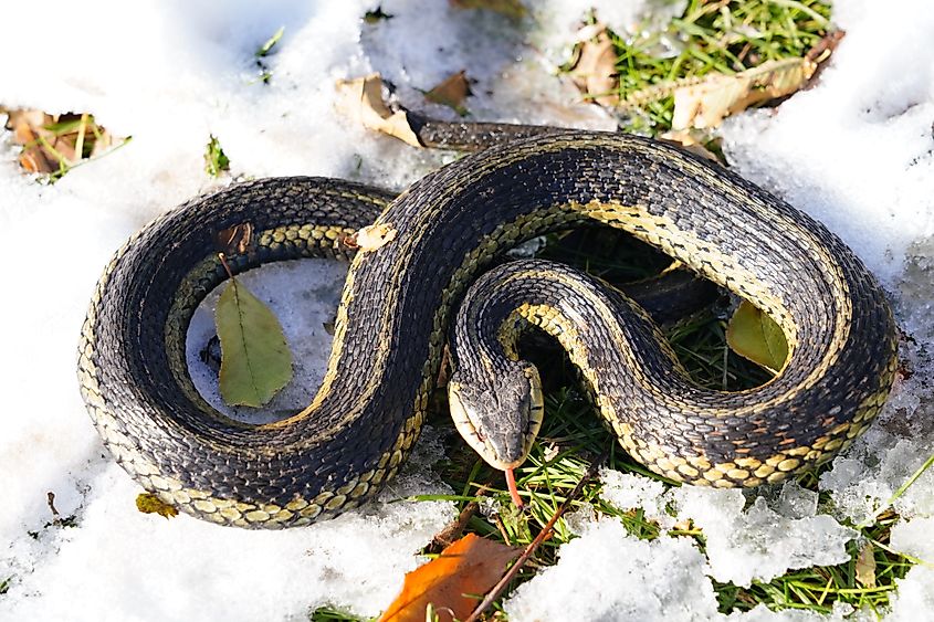 Common Garter snake slithering through the Autumn Fall cold snow ground outside of Oshkosh, Wisconsin near Lake Winnebago