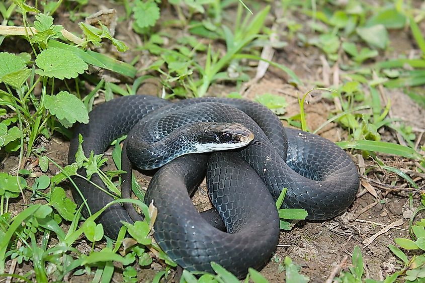 Blue racer