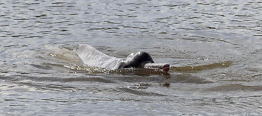 An Araguaian river dolphin