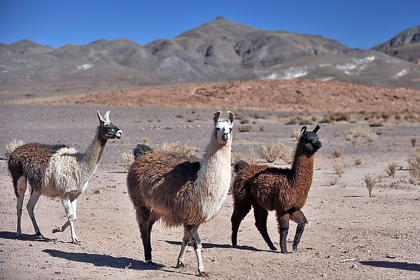 Lama guanaco and vicuna are the famous inhabitants of the Chilean Atacama Desert