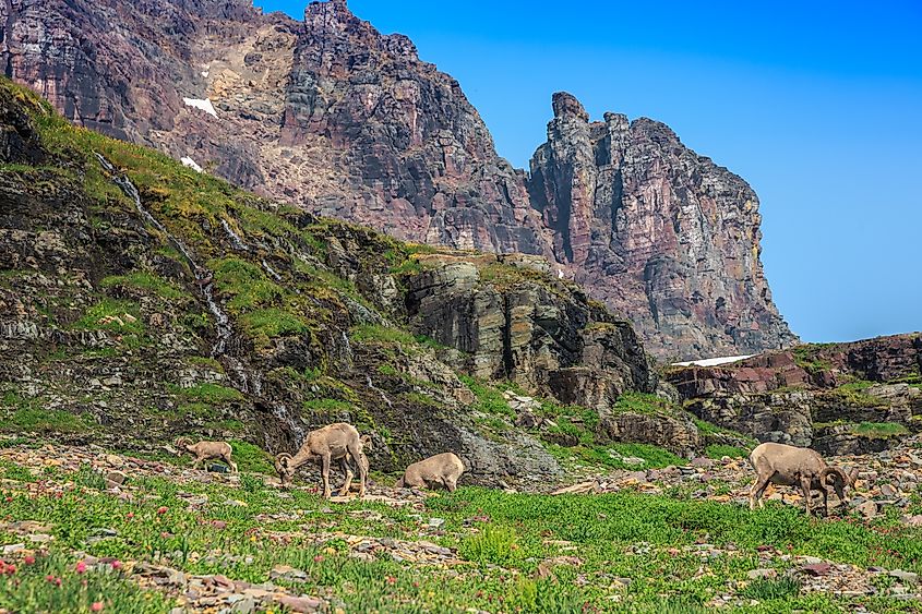 Bighorn Sheep in the Mountains at Logan Pass and the Hidden Lake Trail in Glacier National Park. Montana