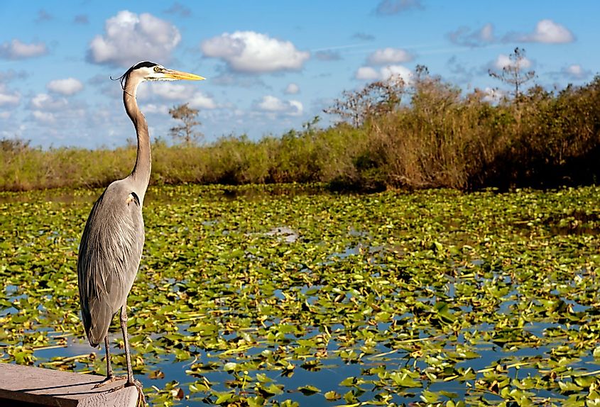 Nature in the Everglades National Park, Florida