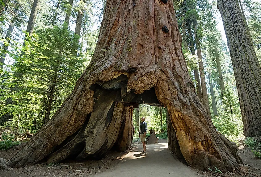A visitor stands beside a giant tree in Calaveras Big Trees State Park, California.