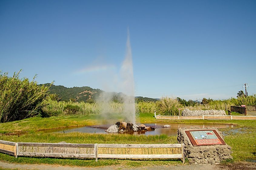 Old Faithful Geyser in Calistoga, Napa Valley, California