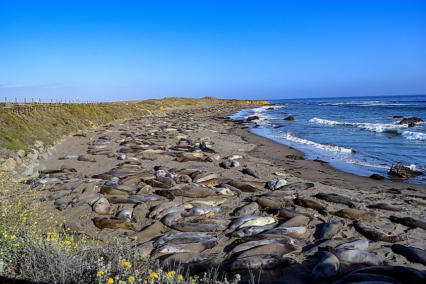 Seals at Seal Beach, California