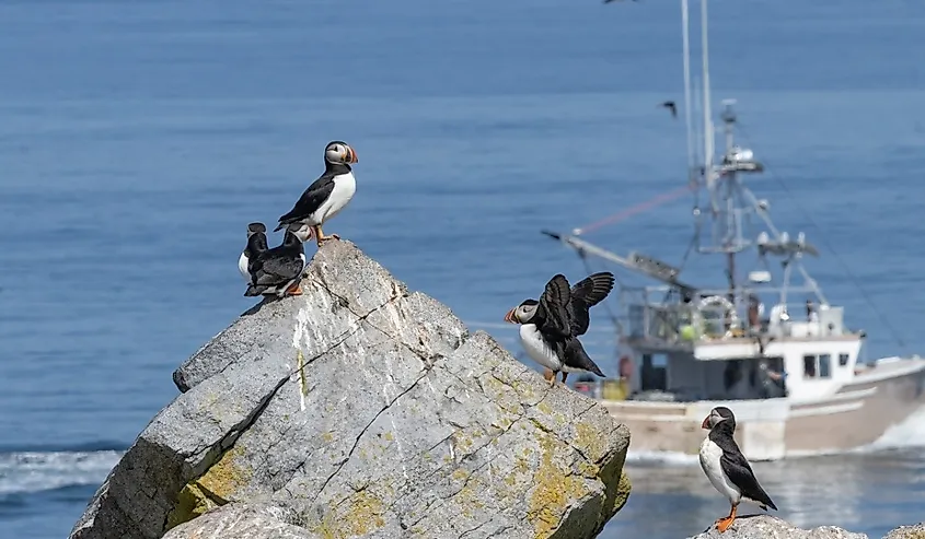 Atlantic puffins on Machias Island, New Brunswick and Maine.