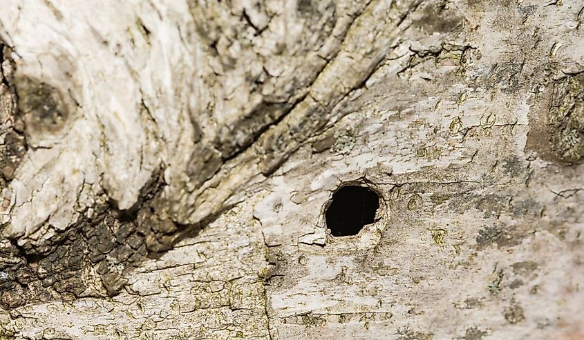 Exit Hole from an Asian Long-horned Beetle - Anoplophora glabripennis