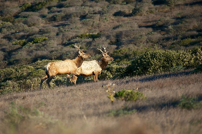 Two bull tule elk at Point Reyes National Seashore.