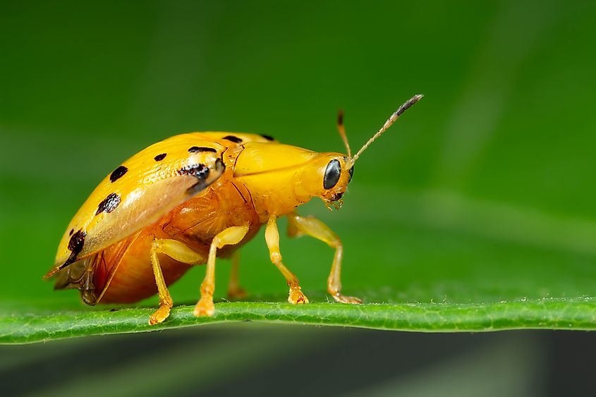 A golden tortoise beetle on a leaf.