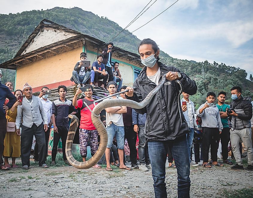 snake rescue nepal rohitgiri