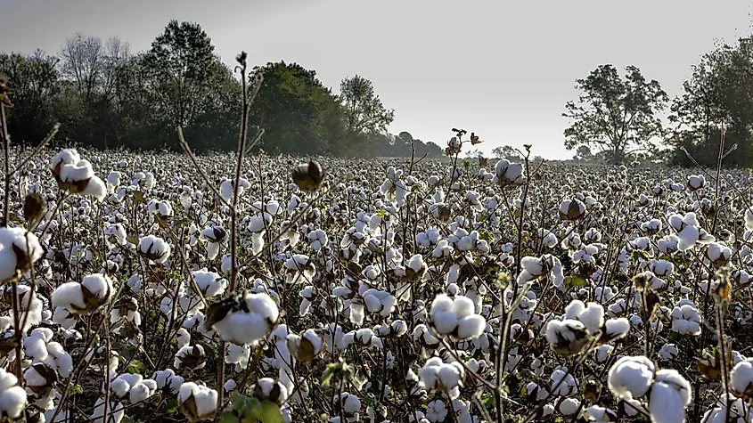 Cotton agriculture was an economic engine for many years in Ashford, Alabama.