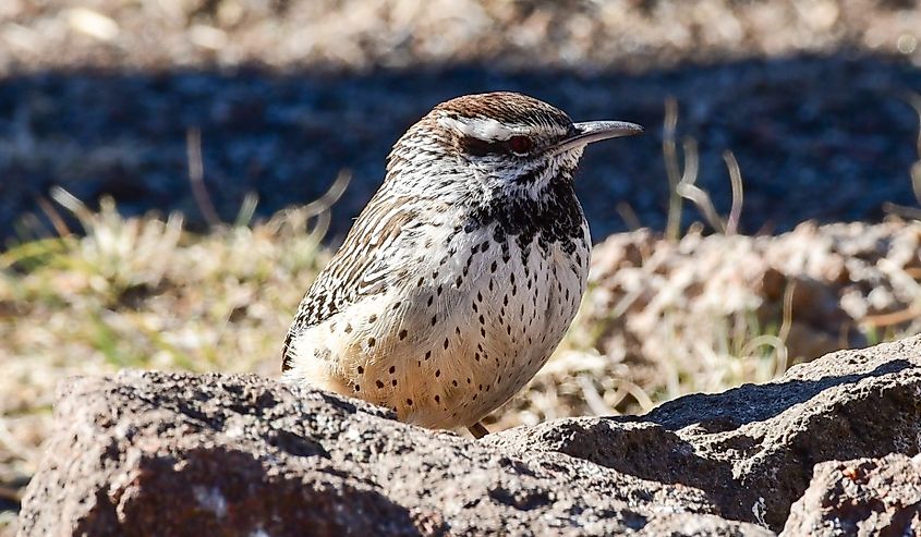Cactus Wren at Chihuahuan Desert Nature Center, near Fort Davis, Texas.