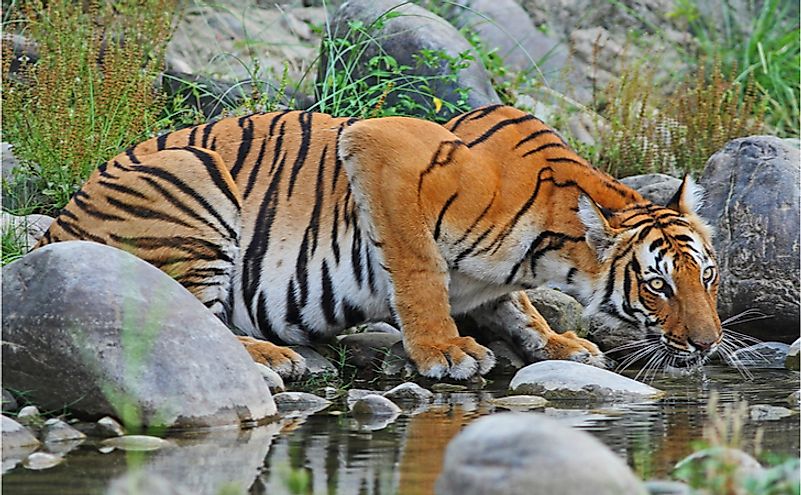 10 Animals Found In Nepal - WorldAtlas