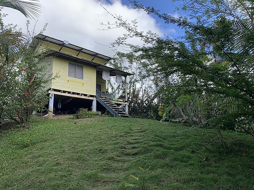 A yellow cabin sits atop a grassy hill surrounded by lush jungle