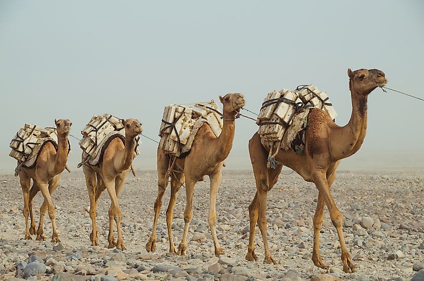 A camel caravan transporting blocks of salt across the Ethiopian Danakil