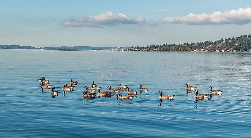 Lake Washington geese